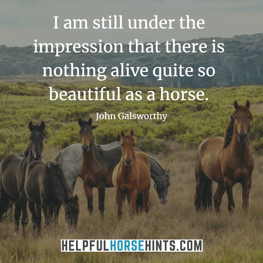 Horse Quote - I am still under the impression that there is nothing alive quite so beautiful as a horse.