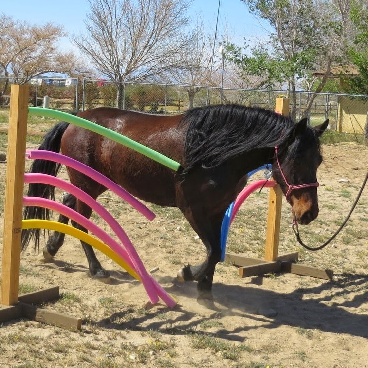 horse on pool noodle obstacles