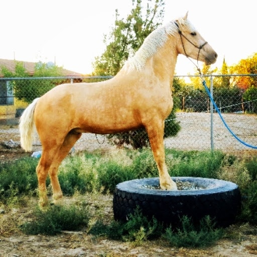 horse on obstacle