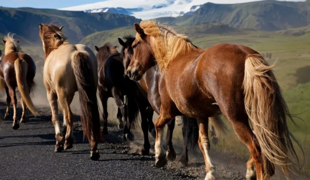 Icelandic Horse