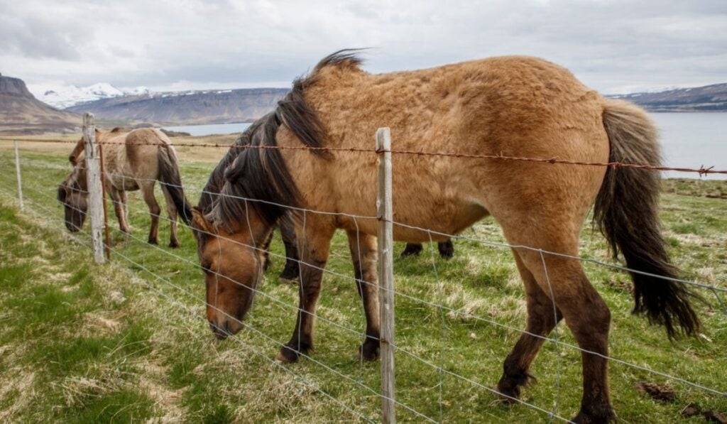 herd of Icelandic Horses eating grass
