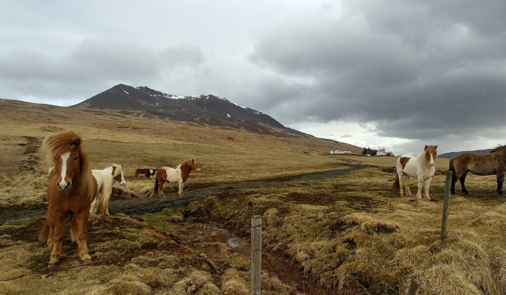 Horses standing in the meadows.