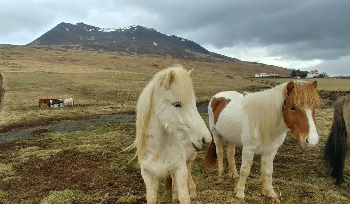 Icelandic Horse