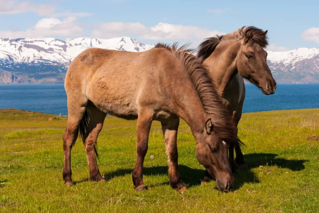 Icelandic horses in the pasture with mountains in the background
