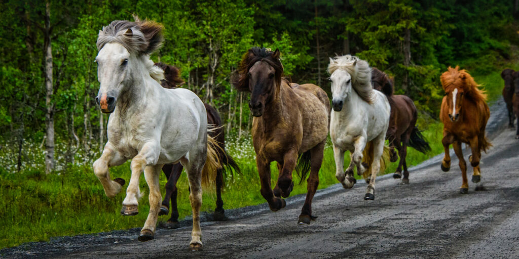 Icelandic horses running down a road
