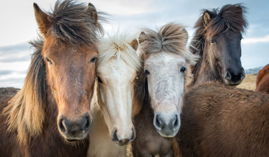 Icelandic horses 