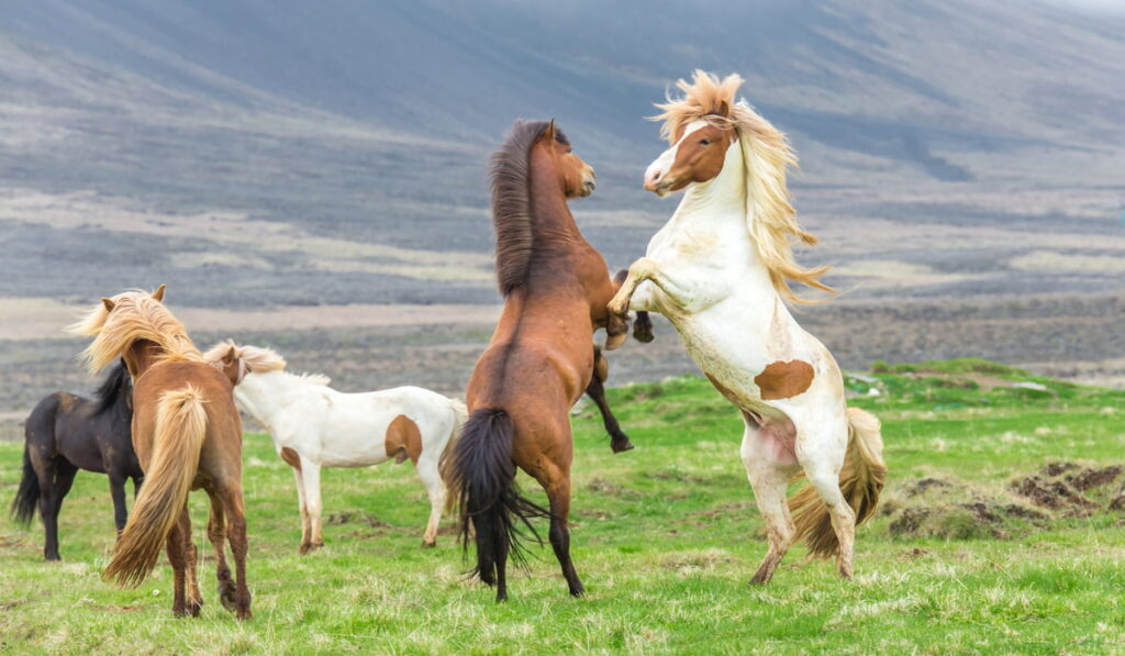 Icelandic Horses in the field