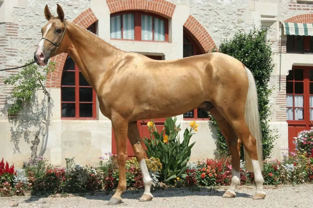 Akhal-Teke horse in front of a building