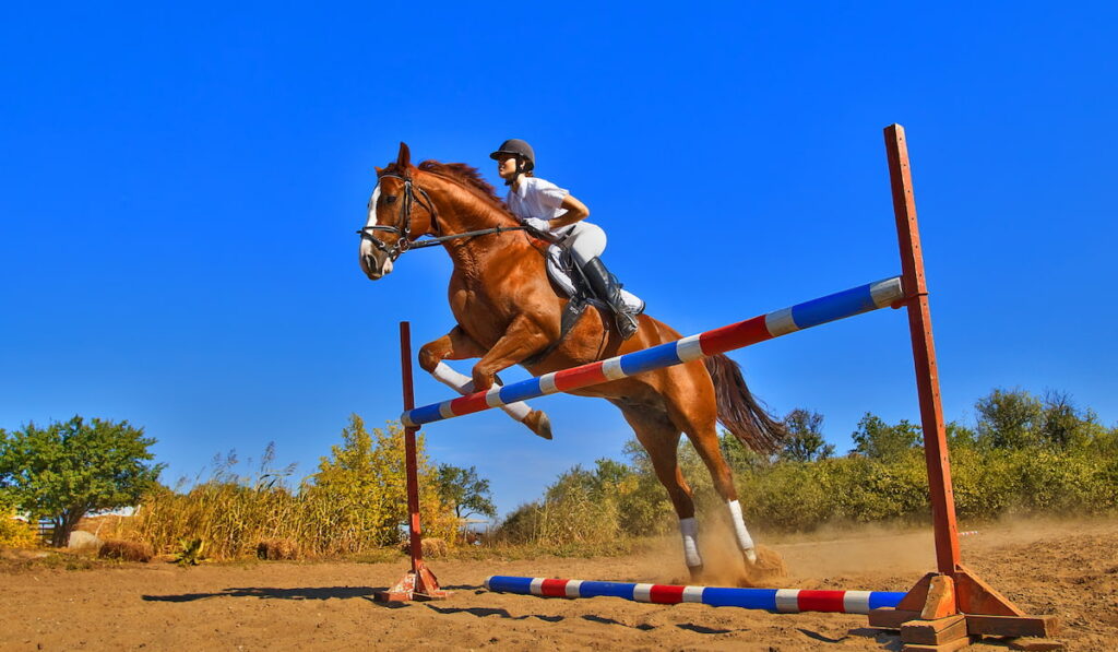 Image of female jockey with purebred horse, jumping a hurdle.