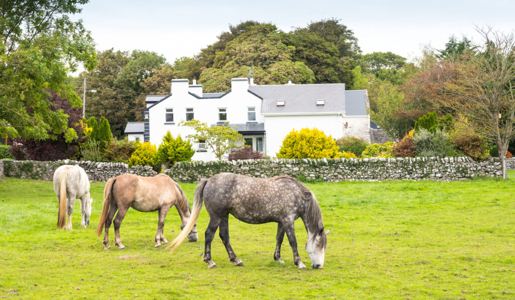 Irish Horses Grazing