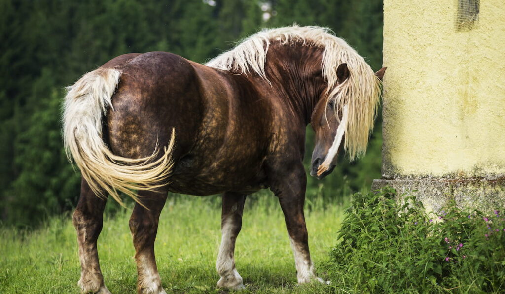 Italian heavy draft horse mare