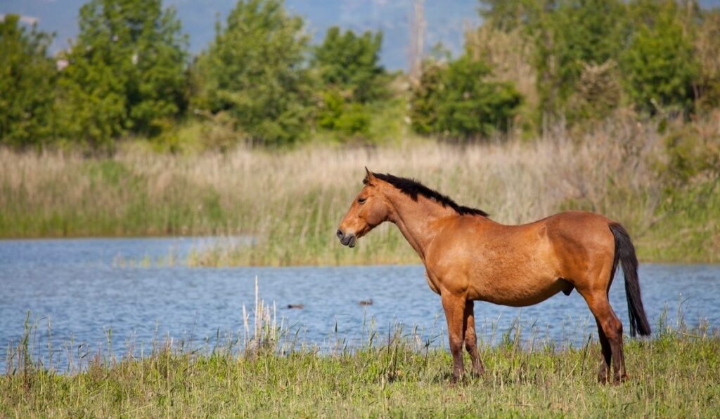 Japanese Draft Horse standing near a pond