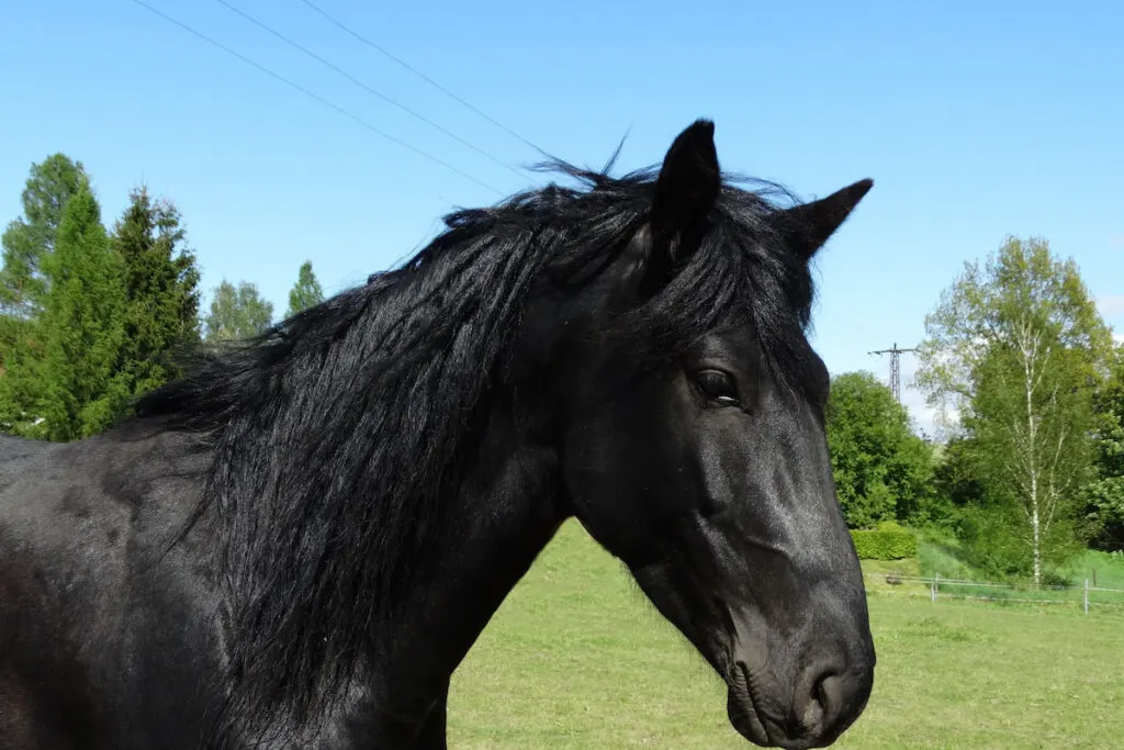 Jet black Kentucky Mountain Saddle stallion Horse against blue sky 