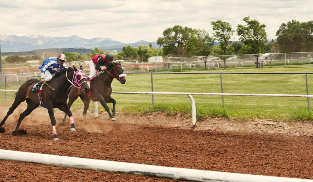 Jockeys Riding Horses At Competition
