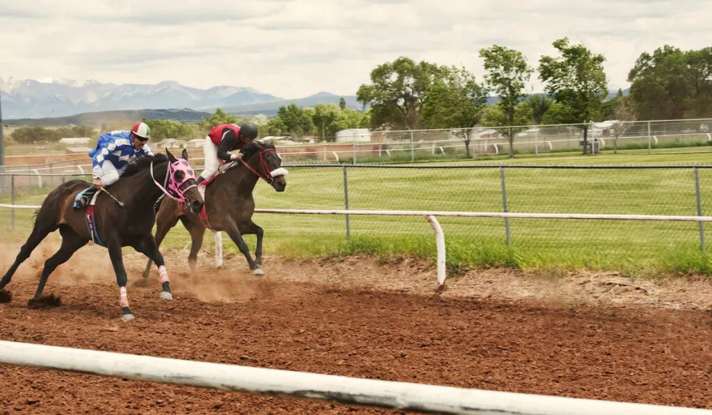 Jockeys Riding Horses At Competition
