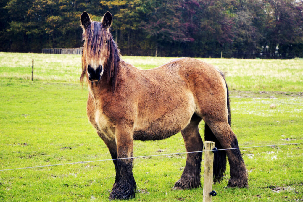 Jutland horse standing inside the wire fence on the farm