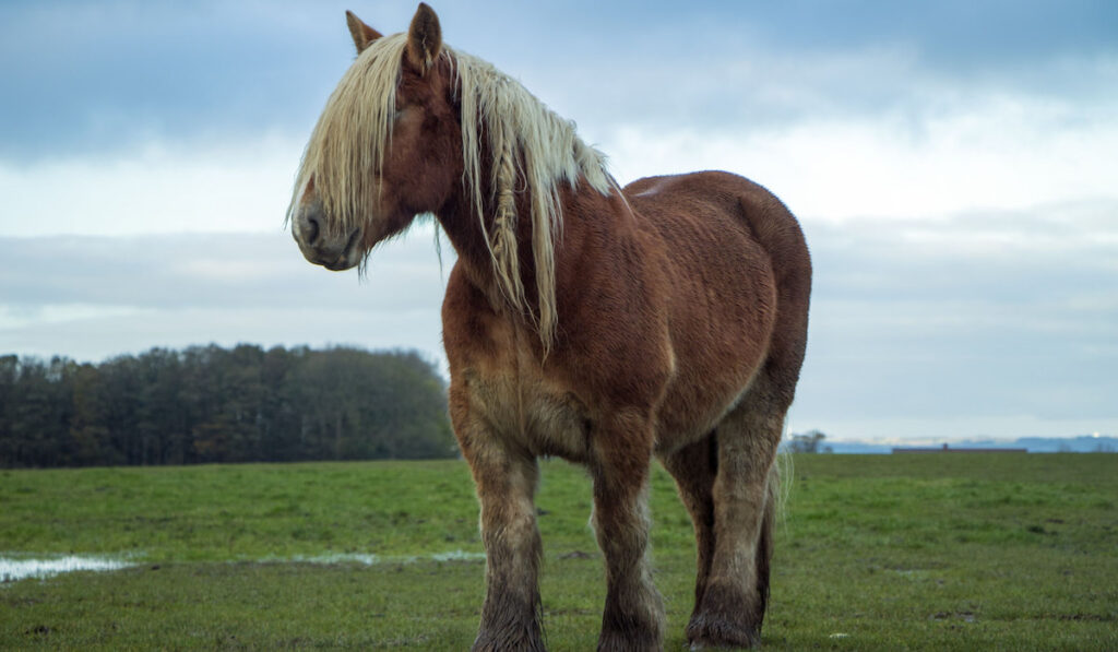 Jutland horse standing on green field