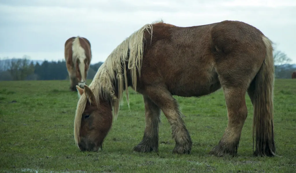 Jutland horses eating green grass on a field 