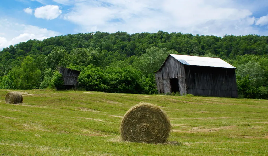 Kentucky Farm