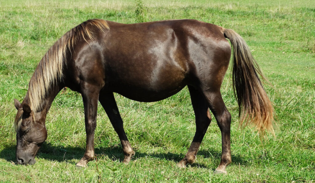 Kentucky Mountains Saddle horse pregnant mare grazing 