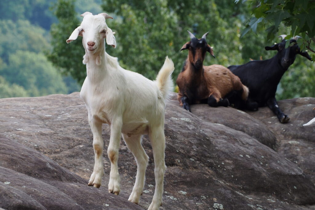 Kiko Goats on rocky mountain