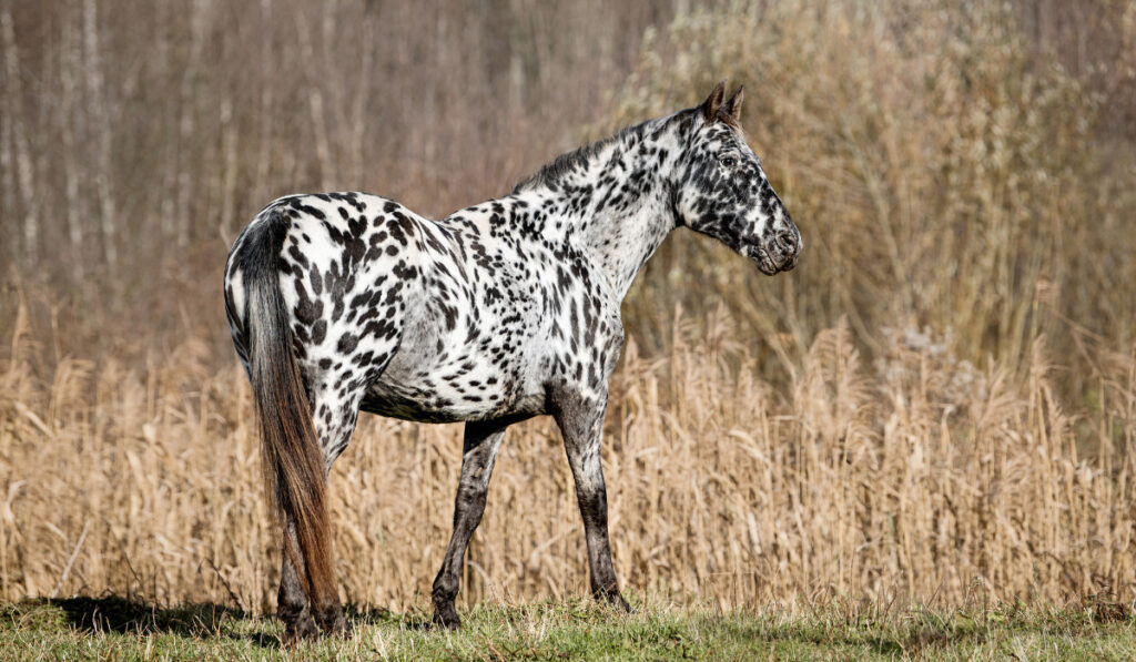 Knabstrupper breed horse standing on the field
