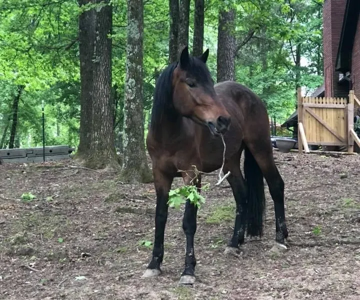 dark brown horse biting a tree branch in the farmyard