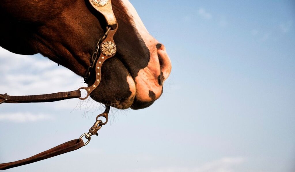 17 Types of Bits for Horses Helpful Horse Hints