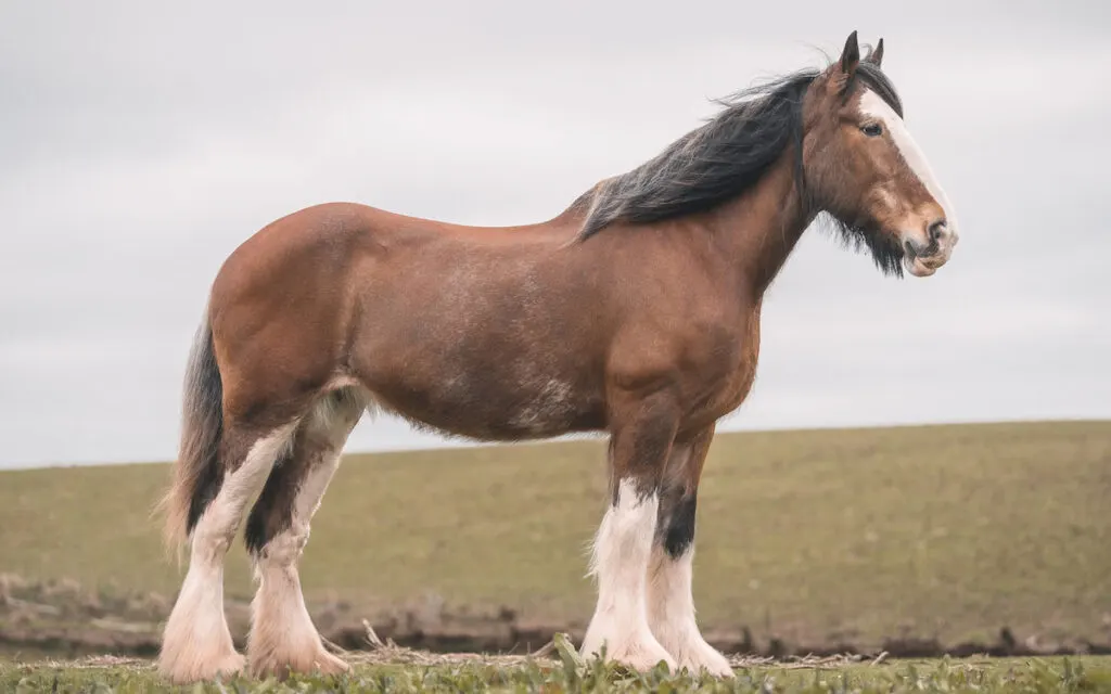 Large Brown female clydesdale horse
