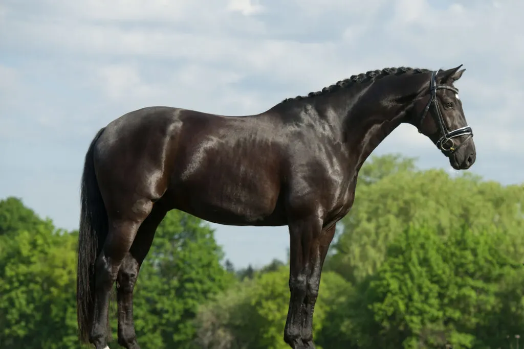 Large black westphalian horse with blue sky and green bush on the background