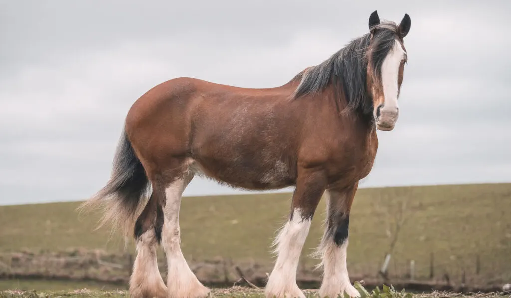 Large brown female Clydesdale Horse in a field