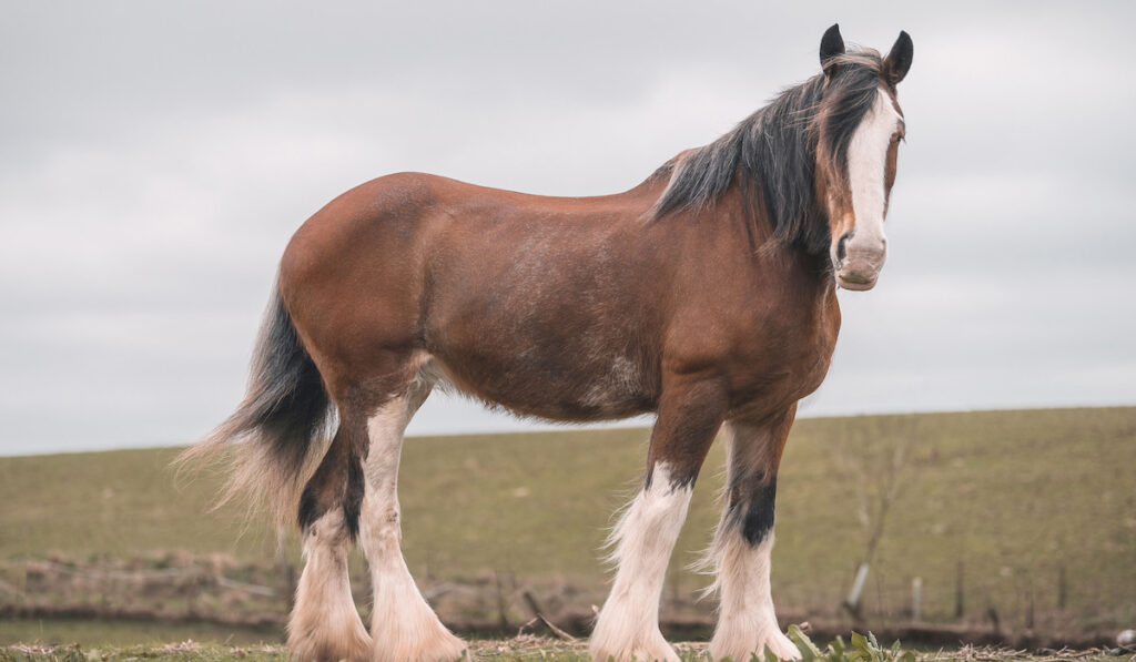 Large brown female Clydesdale Horse in field background