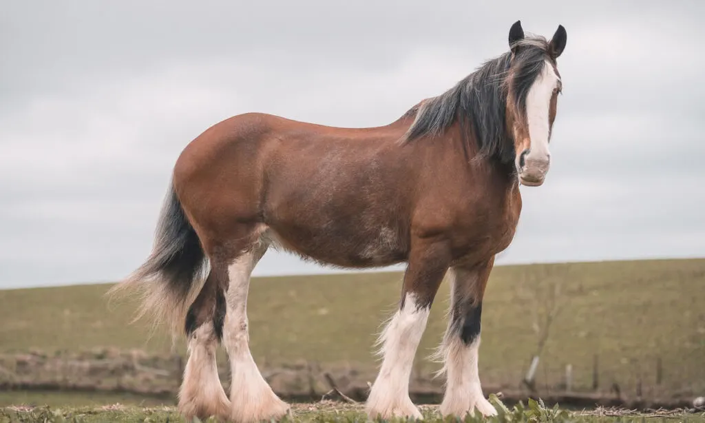 Large brown female Clydesdale horse