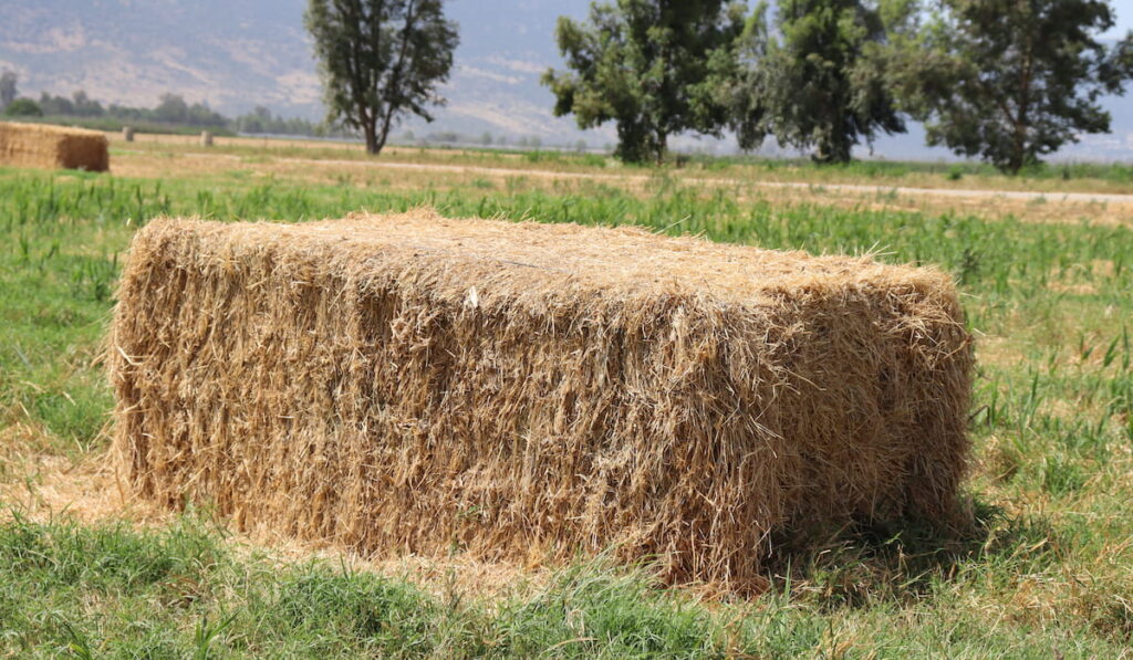 Large square bale of hay