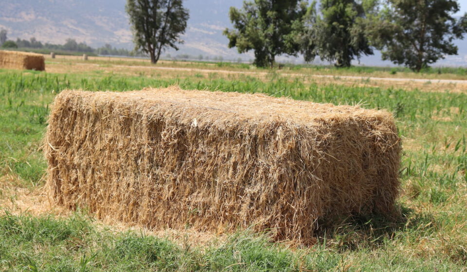 15 Types of Horse Hay Helpful Horse Hints