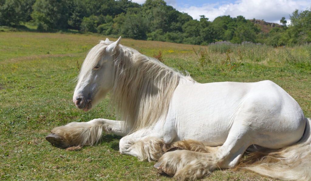 Large white shire horse sitting in the field resting