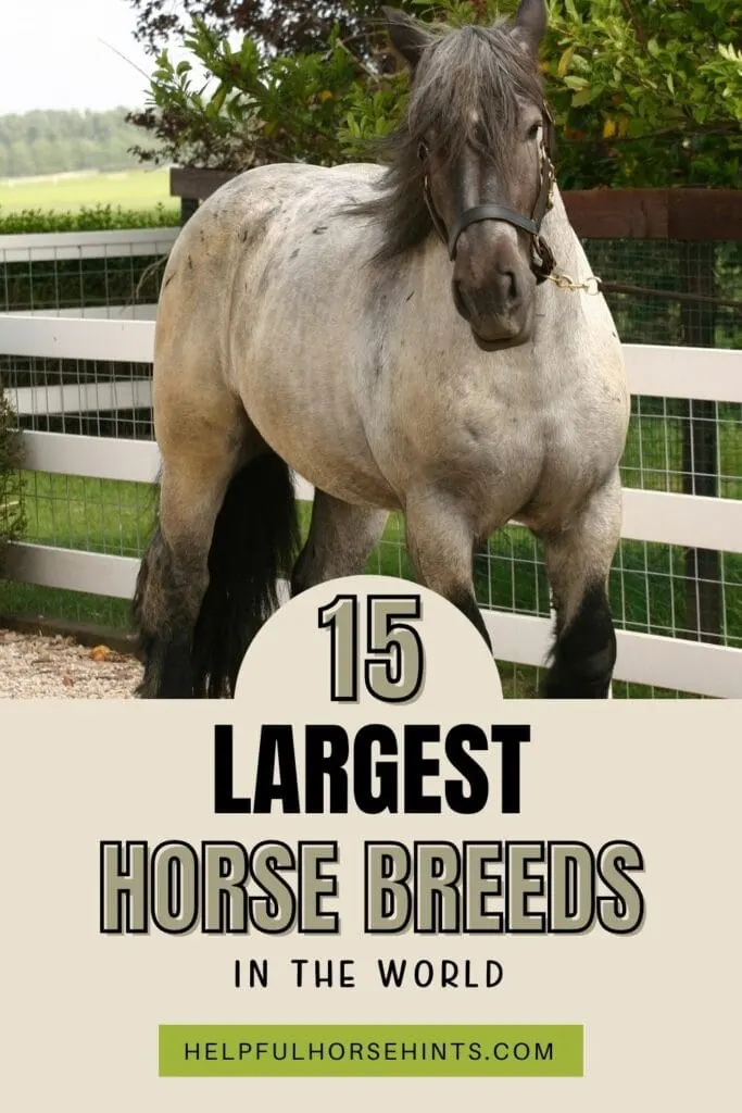 Pinterest pin - 15 Largest Horse Breeds In The World