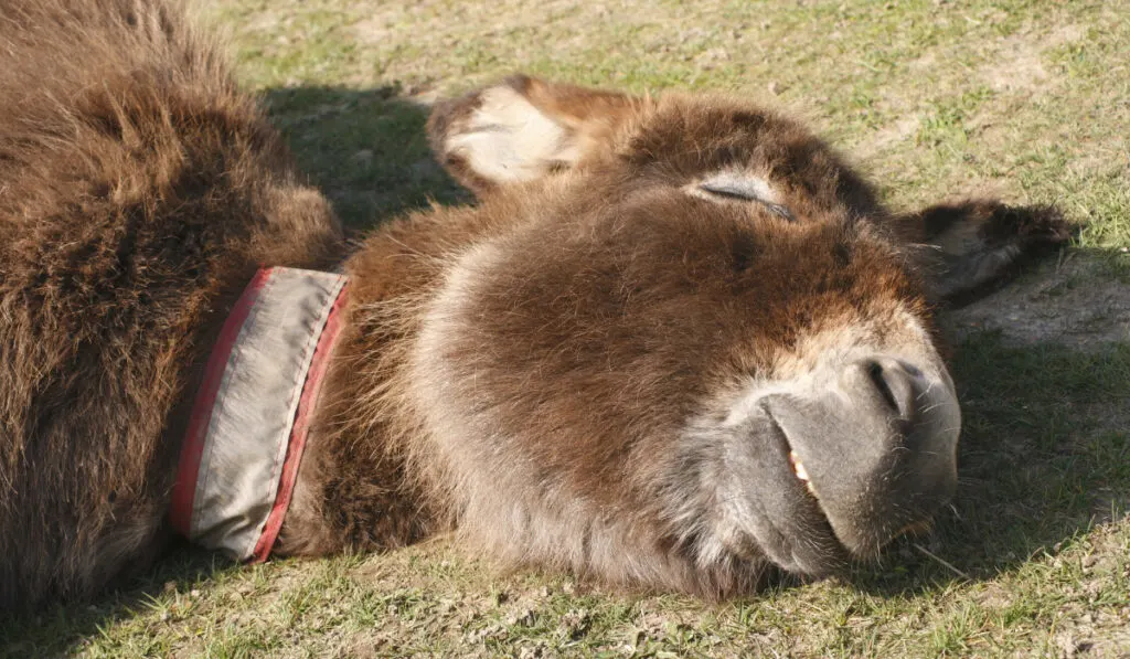 donkey sleeping on the ground