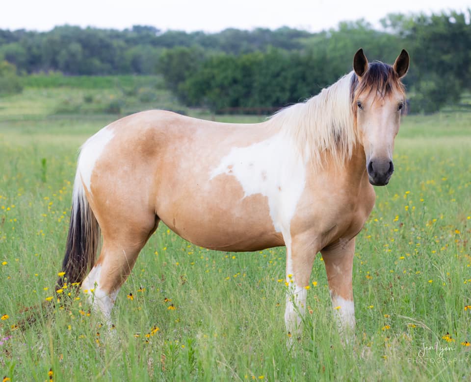 Buckskin Tobiano BLM Mustang Mare in grass field