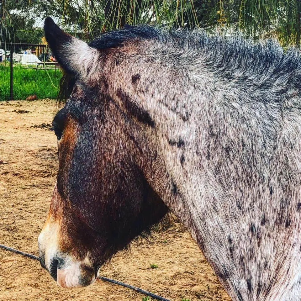 Side view of Leo - BLM Mustang - Bay Roan