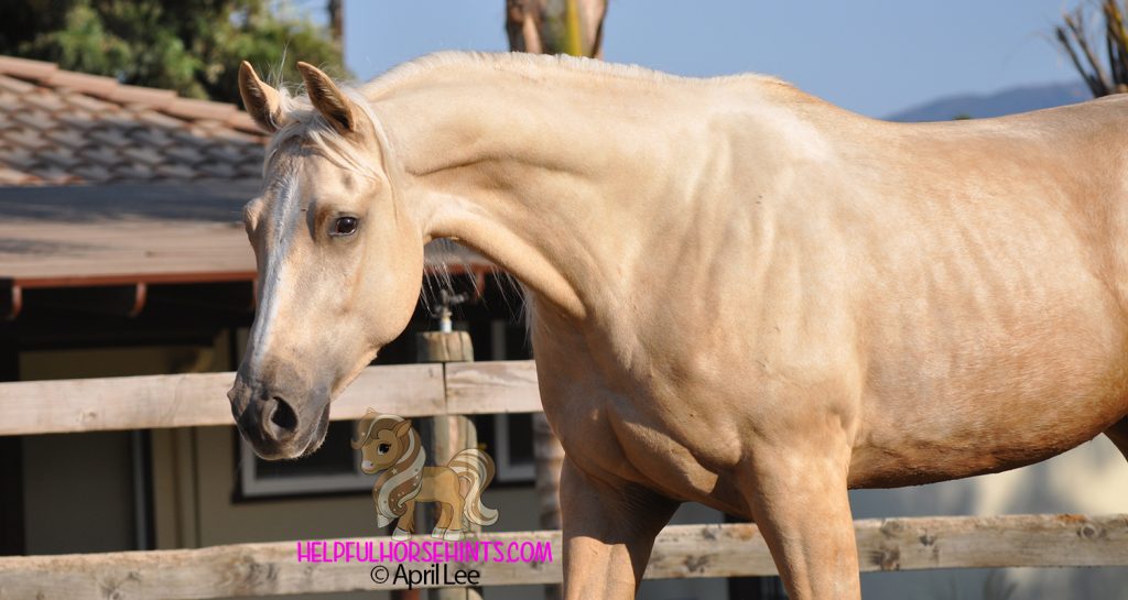 light palomino horse named paloma