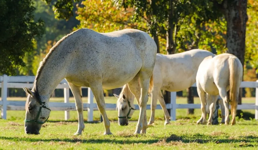Lipizzan Horse
