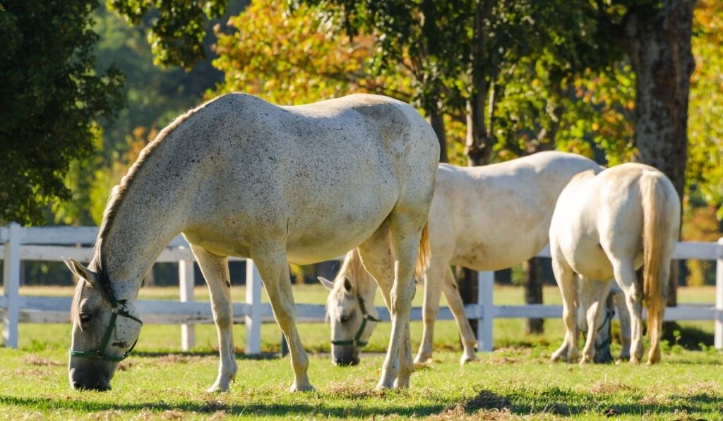Lipizzan Horse
