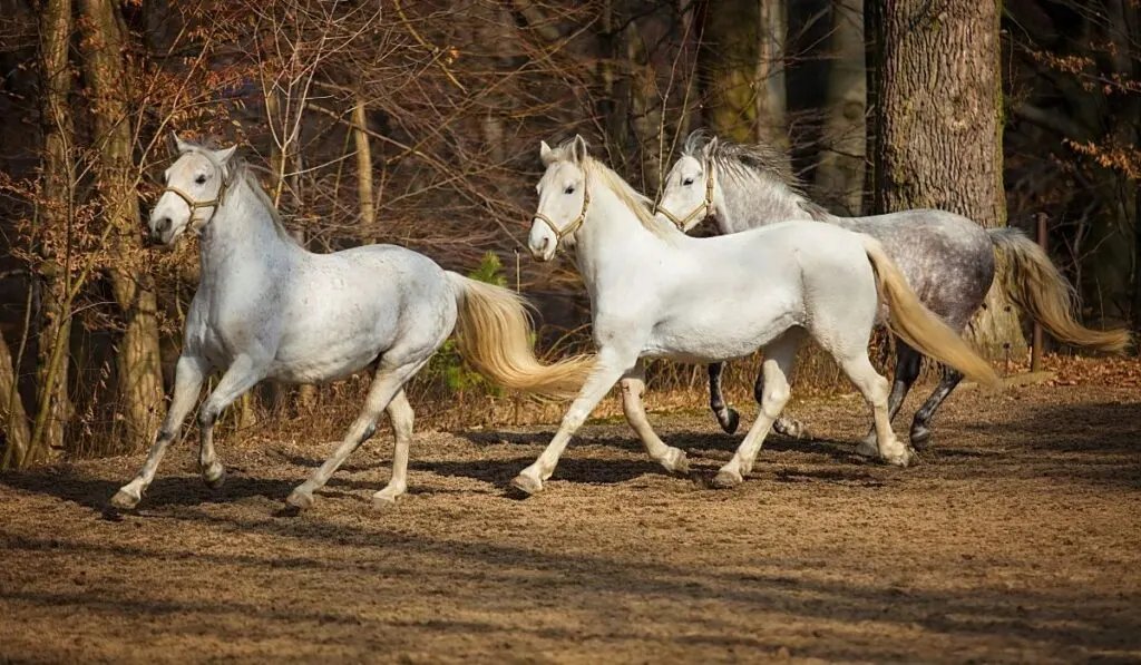 Lipizzan Horse Running