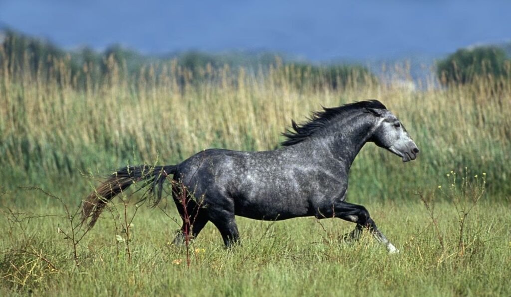 Lipizzan Horses  Galloping