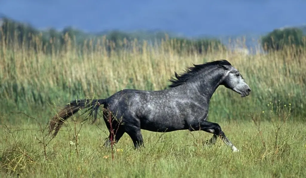 Lipizzan Horses Galloping