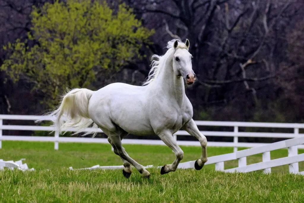 Lipizzan horse running in the field 