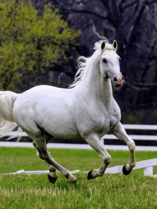 Lipizzan horse running in the field