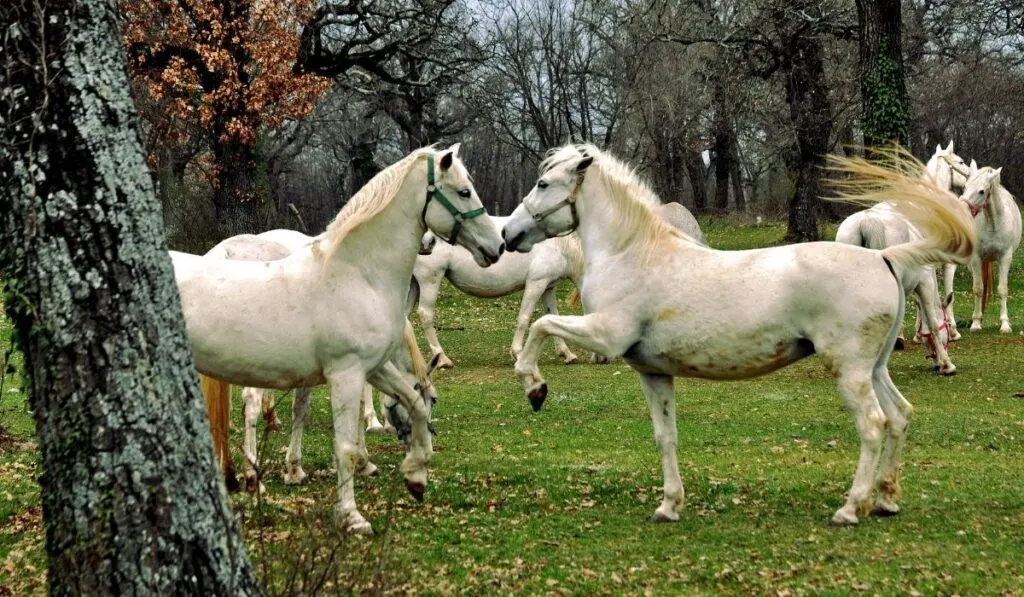 Lipizzaner Horses In The Woods