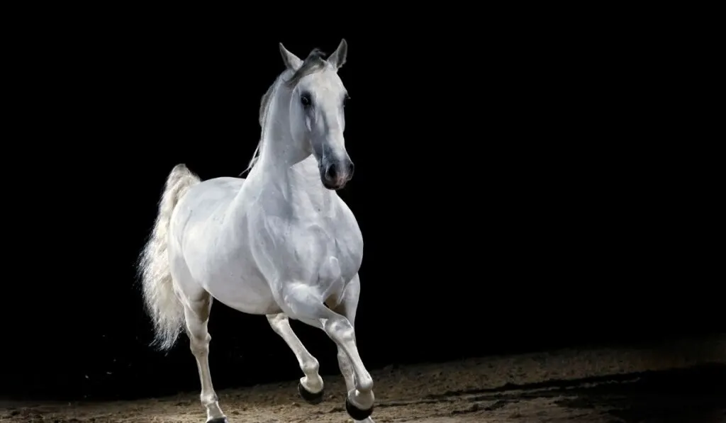 Lippizzaner Horse Trotting